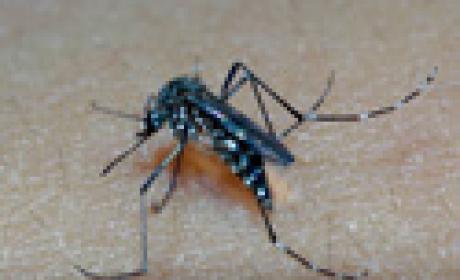 Foto: Raul Santana / Multimagens Fiocruz Aedes aegypti