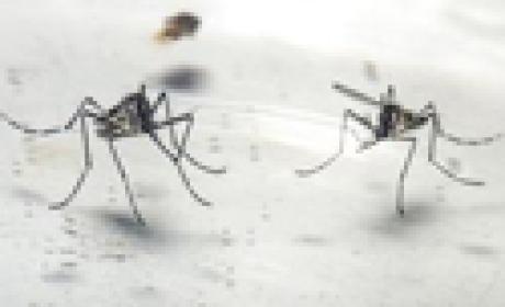 Foto: Rodrigo Mexas e Raquel Portugal Dois mosquitos do tipo aedes