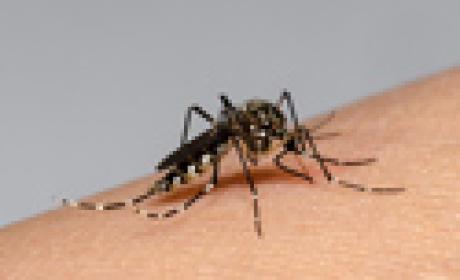 Foto: Raquel Portugal e Rodrigo Mexas Mosquito transmissor do vírus zika