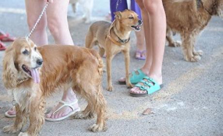 Cachorros