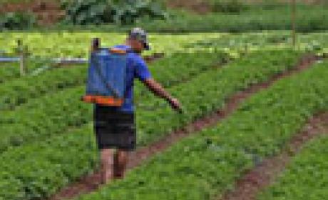 Imagem: Ensp Agricultor borrifando agrotóxico em uma plantação