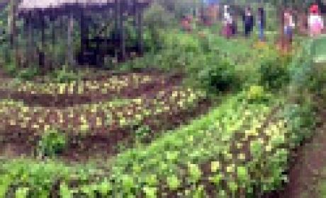 Foto: EPSJV Plantação