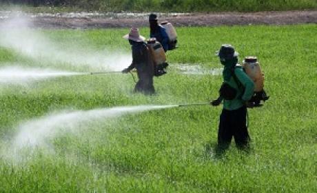 Imagem: Divulgação Pessoas vaporizando agrotóxicos em uma plantação