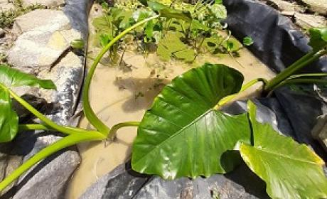 Foto: Fiocruz Mata Atlântica
