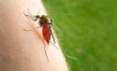 Anopheles Darlingi, principal vetor da malária no Brasil (Foto: Agência Fiocruz de Notícias) Foto de mosquito Anopheles Darlingi, principal vetor da malária no Brasil