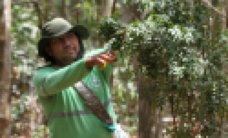 Foto: ArticulaFito Homem colhendo folhas de uma árvore