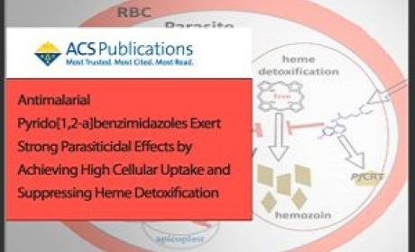 Antimalarial Pyrido[1,2-a]benzimidazoles Exert Strong Parasiticidal Effects by Achieving High Cellular Uptake and Suppressing Heme Detoxification