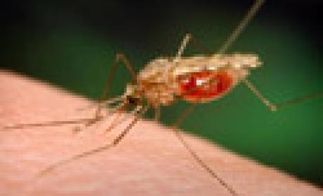 Imagem: Acervo Fiocruz mosquito da malária