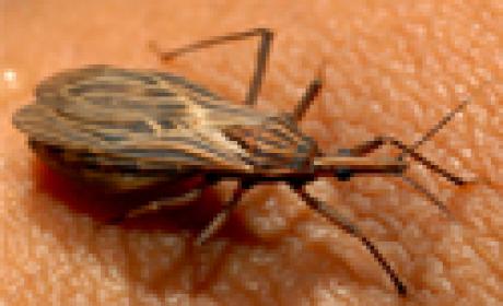 Foto: Acervo IOC / Fiocruz Barbeiro, vetor da doença de Chagas