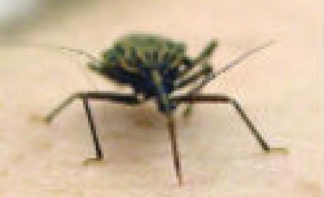 Foto do barbeiro, inseto transmissor da doença de Chagas