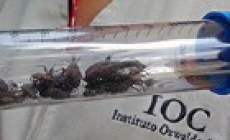 Imagem: IOC Barbeiros em um tubo