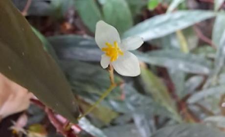 Foto: Fiocruz Mata Atlântica