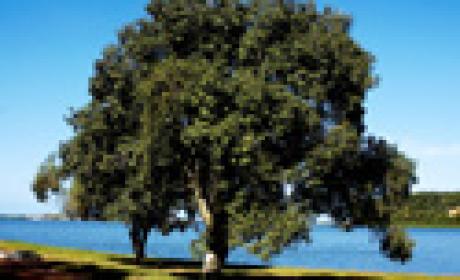Encontro discutirá a importância da biodiversidade e as medidas efetivas para conservá-la Árvore diante de lago representa a biodiversidade