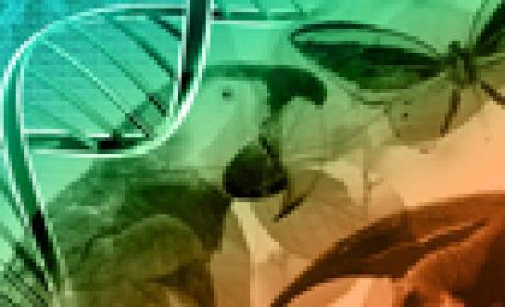 O programa vai ao ar, ao vivo, às 11h, no Canal Saúde (Imagem: IOC) Montagem feita pelo IOC com papagaio, borboleta e código genético