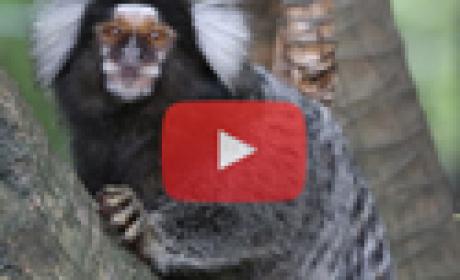 Imagem: IOC Macaco Bugio