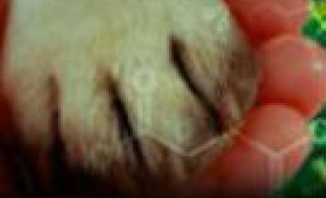 Imagem: Icict Pata de cachorro
