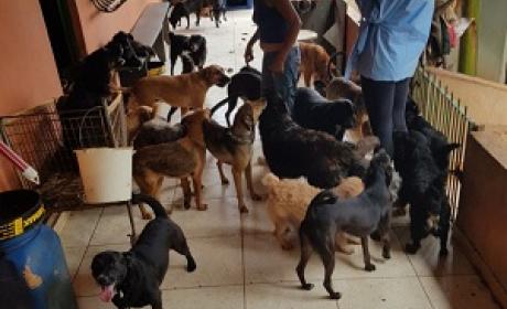 Foto: Divulgação Cães em um abrigo