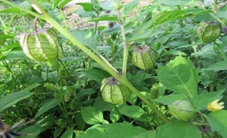 Foto: Acervo CBPM Muitas plantas em um jardim