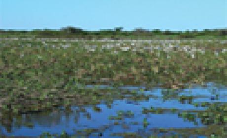 Capa da publicação mostra inundações sazonais na região do Pantanal, no Centro-Oeste brasileiro