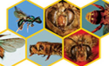 Imagem: IOC/Fiocruz Mosaico com imagens de abelhas