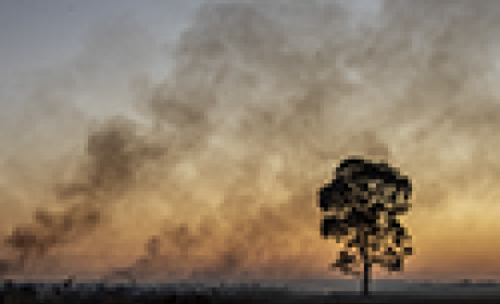 Uma árvore do cerrado vista de longe no fim da tarde