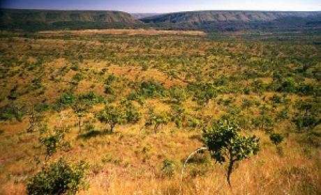 Foto aérea de campo de cerrado com arbustos e árvores baixas Foto aérea de campo de cerrado com arbustos e árvores baixas
