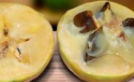 Conheça mais sobre o chamado Fruto do Imperador, na Mata Atlântica Conheça mais sobre o chamado Fruto do Imperador, na Mata Atlântica