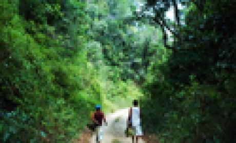 Foto: Acervo Fiocruz Foto de pessoas caminhando por estrada de terra em meio a uma floresta