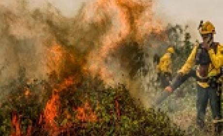 Floresta pegando fogo
