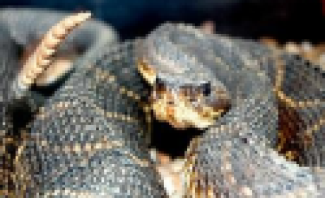 Publicado na revista científica on-line Plos One, o estudo foi realizado pelos pesquisadores Ricardo Dantas e Diego Ricardo Xavier (Icict/Fiocruz) e Maurício Gonçalves e Silva (IBGE). Foto: Vinícius Marinho (Fiocruz imagens) Cobra enrolada
