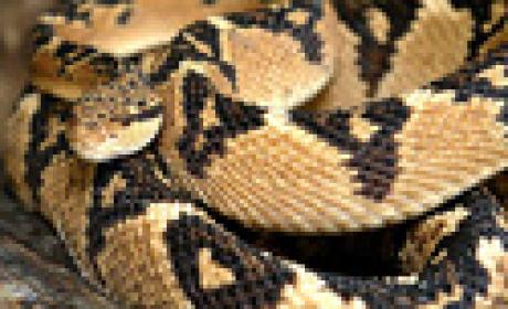 Imagem: Sinitox Cobra