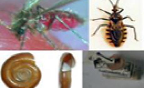 Foto de mosquito, minhoca e outros insetos