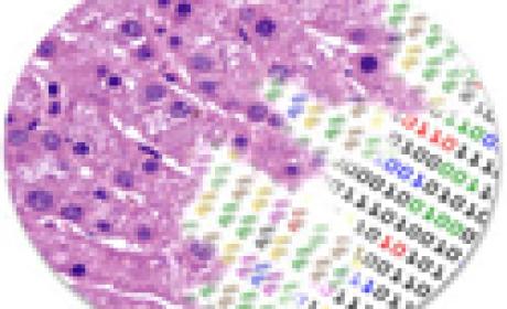 Imagem: Fiocruz Bahia Tecido do fígado ampliado por microscópio