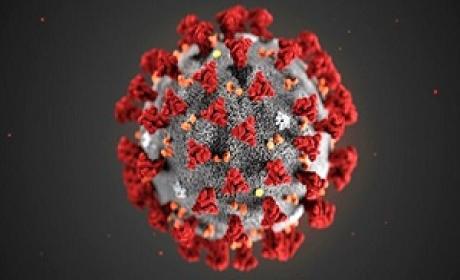 Imagem: Divulgação Vírus Covid-19 visto pelo microscópio