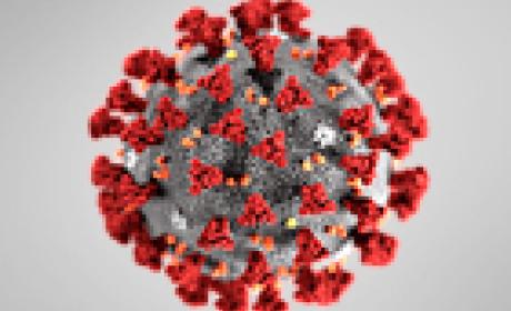 Imagem: CDC Coronavírus visto por microscópio
