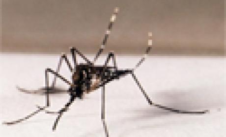 Foto: Genilton Vieira (IOC/Fiocruz) Aedes aegypti
