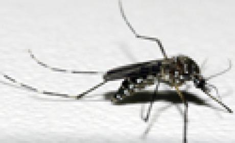 Foto: Acervo Fiocruz Aedes aegypti, vetor da dengue