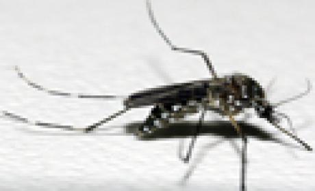 Controle do Aedes aegypti é objetivo dos esforços conjuntos Imagem do mosquito da dengue