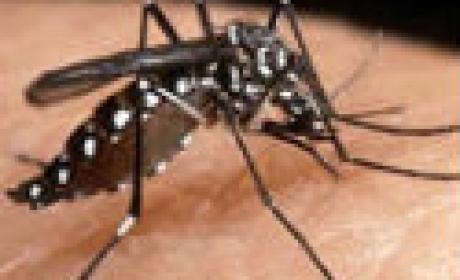 Foto do mosquito Aedes Aegypti