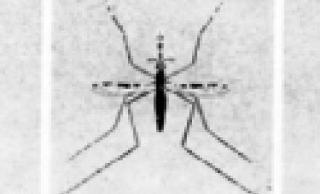 Mosquito malária Mosquito malária