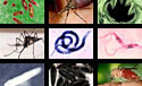 Arte com imagens alusivas a doenças negligenciadas