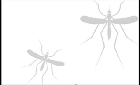 Imagem de dois mosquitos aedes aegypti