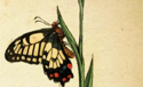 Imagem: Museu da Vida Desenho de uma borboleta