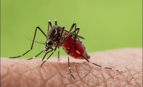 Imagem com fundo verde claro, na parte frontal, um foco em alguma parte do corpo humano e um mosquito aedes aegypti se alimentando do sangue dessa pessoa.