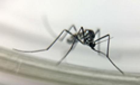 Foto: Josué Damacena Mosquito causador da febre amarela