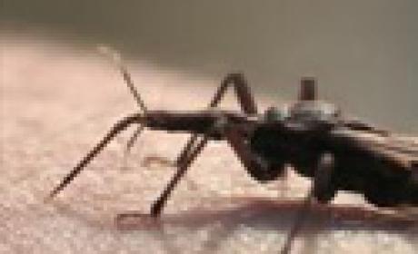 A doença de Chagas afeta certa de 12 milhões de pessoas no mundo. Somente no Brasil, três milhões sofrem com o agravo. (Foto: AFN) Foto do barbeiro, mosquito transmissor da doença de Chagas