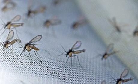 Foto: Josué Damacena (IOC/Fiocruz) Dezenas de mosquitos