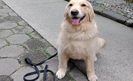 Foto: Maria Luiza La Porta Foto da cachorra da raça Golden Retriever do IFF