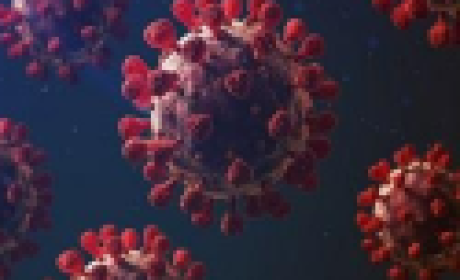 Imagem: divulgação Vírus Covid-19 visto pelo microscópio