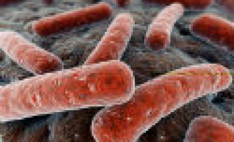 Microscopia eletrônica mostra o bacilo da tuberculose Microscopia eletrônica mostra o bacilo da tuberculose